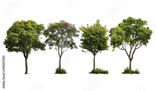 Pithecellobium dulce tree, Manila tamarind, Madras thorn, monkeypod tree, camachile street trees isolated cutout, vector illustration, tropical urban greenery, exotic tree species.