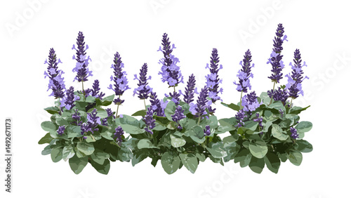 Set of Mona Lavender Plectranthus, Swedish Ivy, Lavender Spur Flower, tree cutout, vector illustration, garden plant collection, tropical foliage, houseplant design, botanical art.