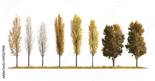 Cuadro en lienzo Front view Populus cathayana and Populus nigra black poplar street trees isolated cutout, urban environment, tree planting design, vector illustration, ecological urban forest