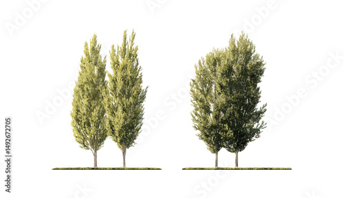 Urban street trees Populus nigra and Populus cathayana frontal isolated cutout, black poplar tree, landscape architecture, green urban space, vector illustration, deciduous trees.