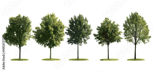 Isolated set of Populus tomentosa and black poplar Populus nigra trees frontal vector illustration, native hardwood trees, park vegetation, tree canopy, tree identification, landscape art.