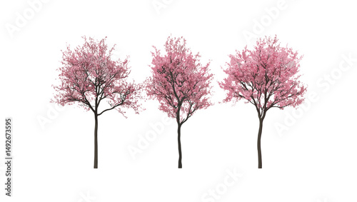 Prunus persica blossoming trees, frontal view, isolated on transparent background, vector illustration, spring bloom, tree clipart, floral tree, garden tree, nature plant, botanical art.