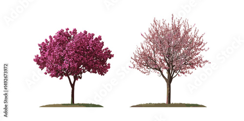 Set of Prunus subg, Handroanthus impetiginosus trees, frontal isolated, vector illustration, cutout, nature tree collection, foliage silhouette, forest design elements, tree art, garden design.