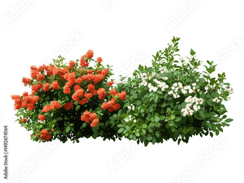 Coastal sweetpepperbush Clethra alnifolia and Scarlet firethorn Pyracantha coccinea, transparent background, vector illustration, outdoor plants, flowering bushes, horticulture elements.