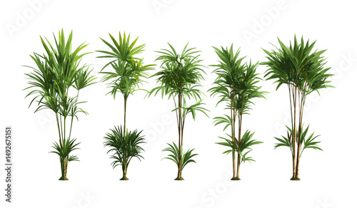 Lady palm Rhapis excelsa isolated frontal medium small tree vector illustration, tropical houseplant, botanical design, interior garden, lush green leaves, exotic plants.
