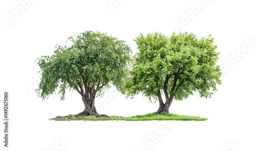 Swamp chestnut oak tree Quercus michauxii isolated cutout in sunny daylight, coastal plain willow Salix caroliniana, vector illustration, forest flora, native tree species.