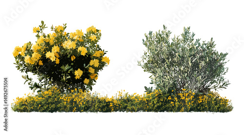 Vector illustration of yellow azalea Rhododendron luteum shrub, Spartium junceum shrub, garden plants, flowering bushes, ornamental landscaping, botanical flora, natural greenery art.