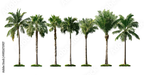 Royal palm tree Roystonea regia, Cuban royal palm, Florida royal palm isolated cutout, tropical tree vector illustration, exotic plants, landscaping ideas, garden tree, nature background.