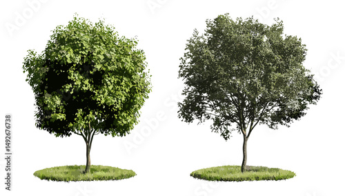 Frontal set of Salix babylonica and Alnus rubra street trees isolated png, vector illustration, city planting, garden design, eco-friendly landscape, seasonal tree variety, outdoor greenery.