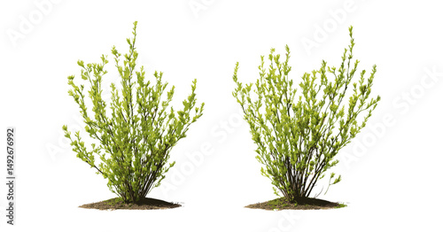 Set of Salix babylonica and Salix caroliniana tree cutout in sunny daylight, vector illustration, natural willow species, botanical garden, outdoor flora, deciduous plants.
