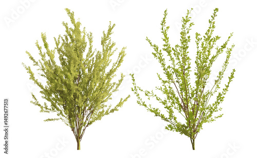 Salix babylonica and caroliniana set isolated in sunny daylight, vector illustration, transparent background, natural trees, garden greenery, woodland plants, environmental design, organic vegetation.