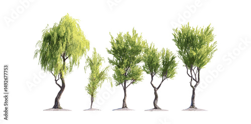 Coastal plain willow Salix caroliniana tree cutout in daylight, vector illustration, riparian plants, freshwater ecosystem, deciduous shrub, natural habitat, botanical illustration.