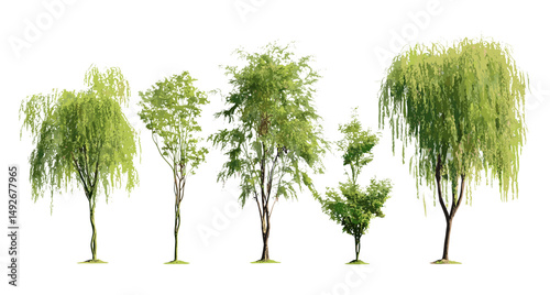 Salix caroliniana coastal willow tree isolated cutout, vector illustration, wetland trees, marshland flora, temperate zone vegetation, green foliage, environmental plant species.