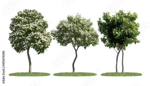Senegalia mellifera street trees, frontal blooming tree isolated cutout, set of flowering tropical plants, garden landscape, botanical illustration, vector illustration.