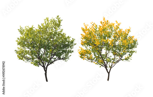 Cotinus Grace smoke bush and Stewartia sinensis summer autumn tree, isolated cutout png, vector illustration, ornamental foliage, garden landscaping, deciduous plants, seasonal nature.