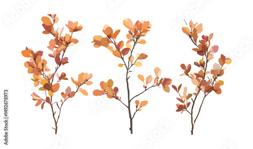Cotinus Grace smoke bush and Stewartia sinensis tree, summer autumn foliage, isolated cutout png, vector illustration, ornamental trees, botanical garden, seasonal landscaping.