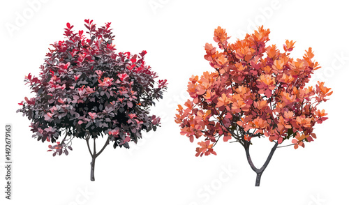 Summer and autumn Stewartia sinensis with Cotinus Grace smoke bush, isolated cutout png, vector illustration, deciduous trees, garden landscaping, ornamental foliage, seasonal plants.