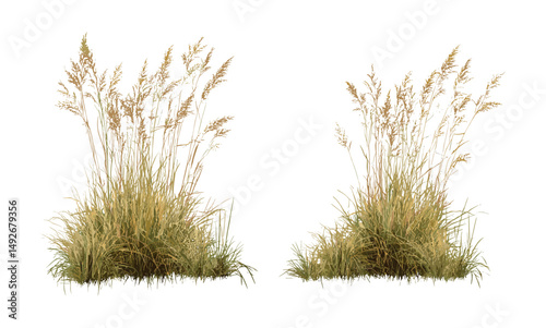 Panicum virgatum switchgrass cutout vector illustration, native grass, sustainable landscaping, prairie restoration, biofuel crops, wild grass flora.