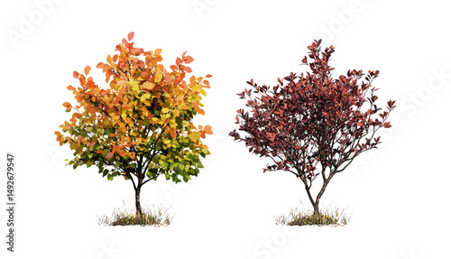 Stewartia sinensis, Cotinus Grace smoke bush summer autumn tree, isolated cutout png, vector illustration, garden plants, deciduous trees, seasonal foliage, landscape design.