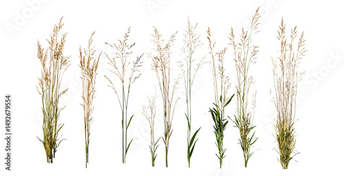 Isolated needle grass Stipa capillata, tree vector illustration, meadow flora, grassland herb, dryland wild grass, botanical plant, natural vegetation, prairie ecosystem, grass illustration.