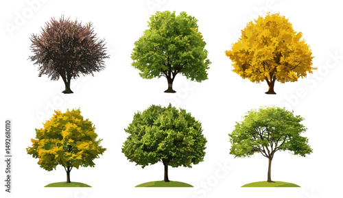 Isolated medium street trees, set of summer and autumn varieties, frontal cutout png, seasonal foliage collection, natural greenery design, vector illustration.
