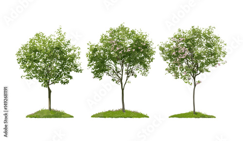 Isolated Swida walteri, Cornus walteri cutout tree, Walter's dogwood urban street trees, vector illustration, deciduous foliage, public landscaping element, garden tree, green city design.