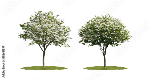 Street tree set of Cornus walteri, Swida walteri, vector illustration, Walter’s dogwood isolated on transparent background, landscaping tree, urban forest planning, ornamental tree.