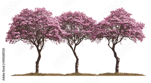 Frontal Tabebuia roseoalba, White Trumpet Tree, isolated tree, Alapacho blanco, tropical deciduous, vector illustration, landscaping element, greenery silhouette, plant species.