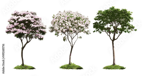 Tabebuia roseoalba isolated tree, Alapacho blanco, White Trumpet Tree, front view, vector illustration, transparent background, deciduous foliage, ornamental tree, garden design.