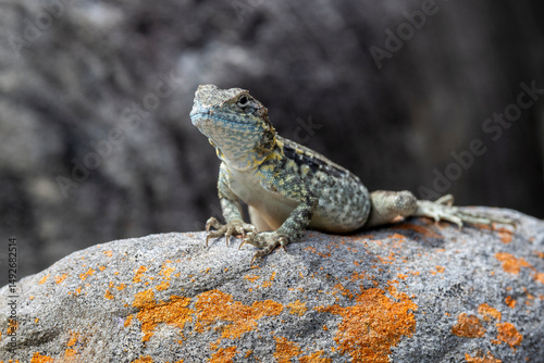 Australian Tawny Crevice Dragon basking on rock