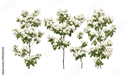 Frontal Viburnum tinus laurustinus shrub cutout, laurustine blooming plant, garden landscaping, evergreen hedge, Mediterranean flora, ornamental tree vector illustration.