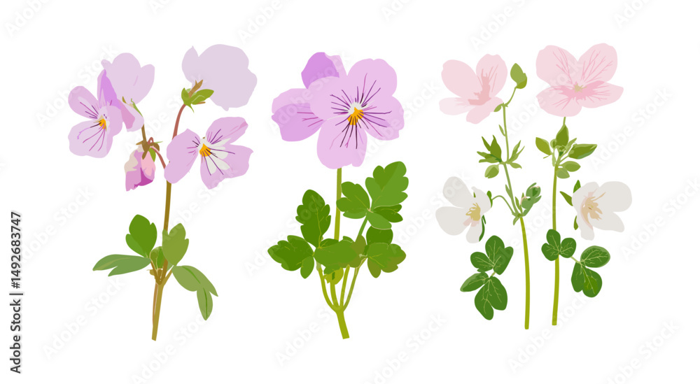 Obraz premium Viola philippica and Geranium robertianum flowering isolated png, botanical garden plants, wildflower meadow, floral nature vector illustration, spring blossom, herbal leaves.