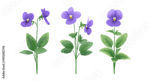 Viola philippica purpleflower violet flowering isolated cutout png, vector illustration, botanical garden plant, wildflower, herbal flower, nature floral art.