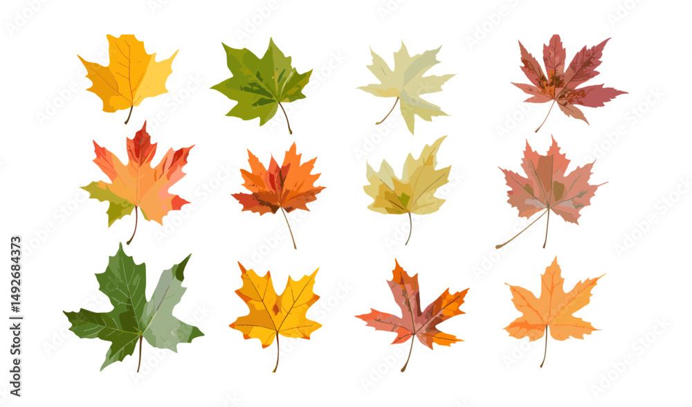 Acer monspessulanum summer and autumn set, Montpellier maple large and medium, isolated vector illustration, tree foliage collection, cutout, seasonal leaves clipart, png. Acer monspessulanum summer and autumn set, Montpellier maple large and medium, isolated vector illustration, tree foliage collection, cutout, seasonal leaves clipart, png.