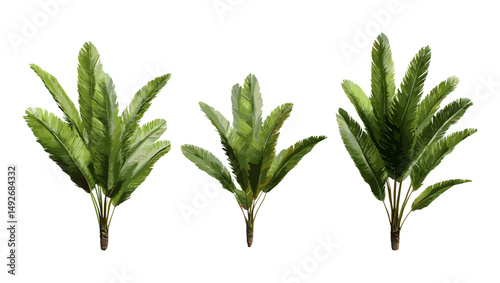 Cardboard sago Zamia furfuracea, Mexican cycad plant isolated, vector illustration, tropical foliage, exotic garden plant, indoor ornamental tree, landscaping greenery.
