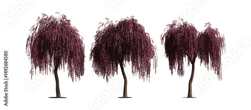 Weeping Peppermint Willow, Agonis flexuosa burgundy, Burgundy Willow Myrtle, isolated tree PNG, natural foliage, botanical plant, native Australian tree, vector illustration.