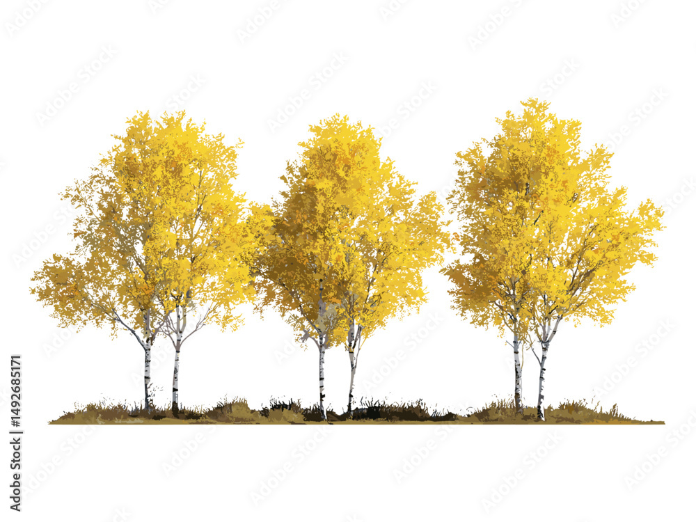 Betula ermanii gold ermans birch trees, big medium birch trees set isolated png in sunny daylight, vector illustration, nature background, forest trees, autumn foliage, greenery.