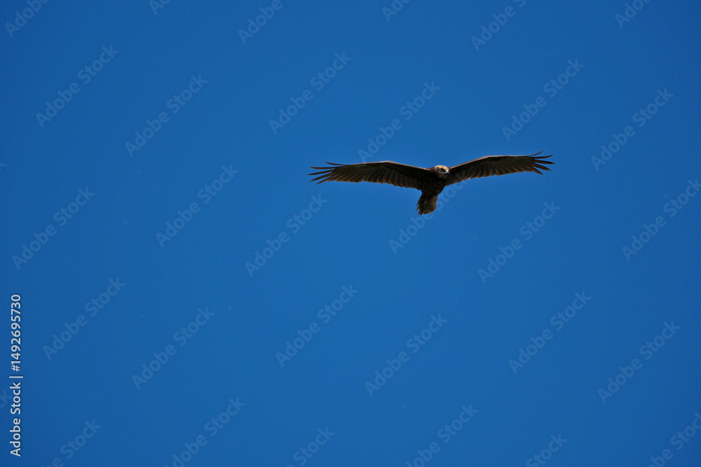 Obraz premium black kite flying in sky, bird in natural conditions