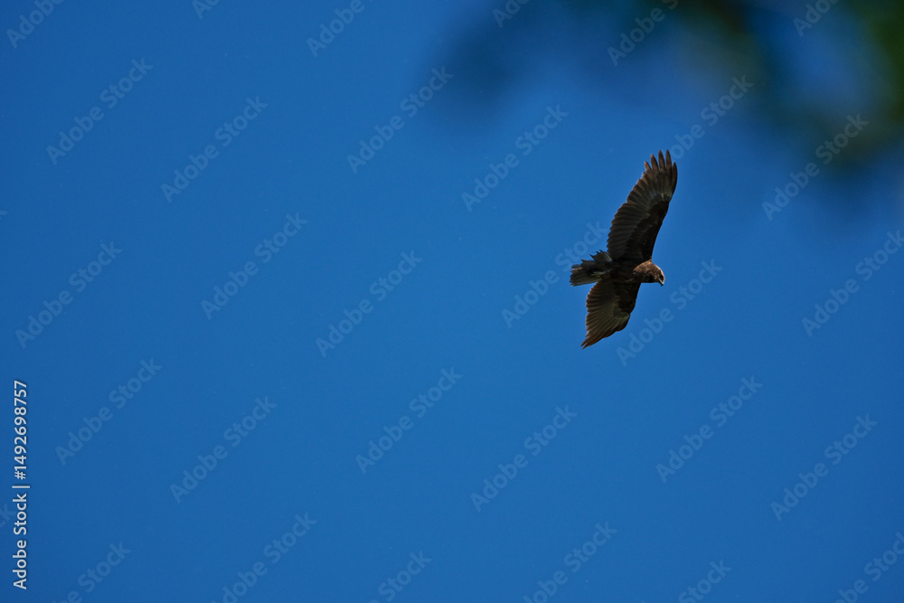 black kite flying in sky, bird in natural conditions black kite flying in sky, bird in natural conditions