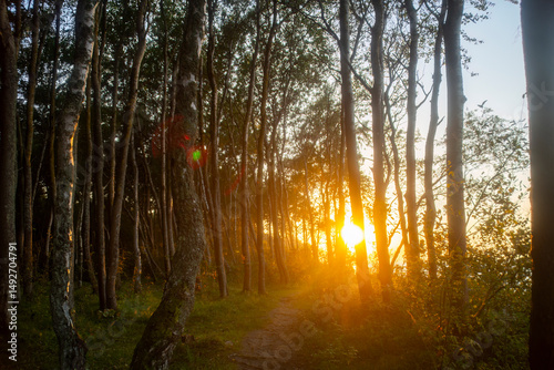 Bright sunset sun shines beautifully through tree trunks near the sea. Background with summer evening in the forest on the coast. Soil protection on the shore.