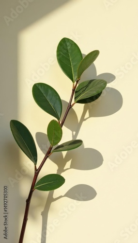 Eucalyptus branch with green leaves casts shadow and reflection on light beige wall , branch, wellness, minimal