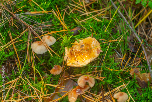 Close-up of red mushrooms in the grass. Wet and oily mushrooms in the forest.