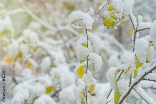 Tree branches covered with late snow. Thin tree branches with green leaves in spring.