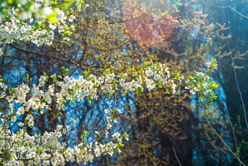 Tree branches with blooming white flowers. Spring background.