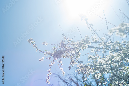 Thin tree branches with blooming white flowers against the sky with bright sun.