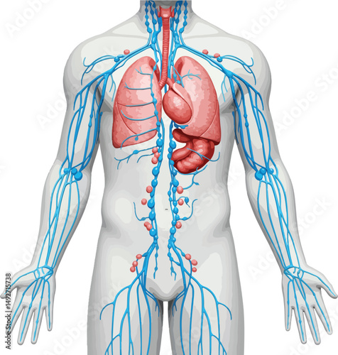 Human Lymphatic System with Lungs and Heart Anatomical Illustration