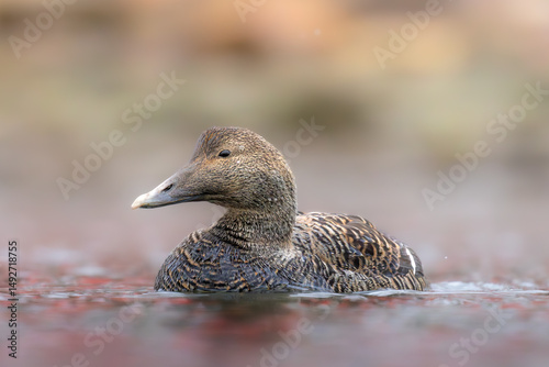 Bild auf Leinwand Common eider swimming in the sea