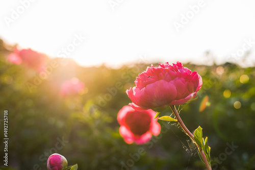 pink tulips in the garden