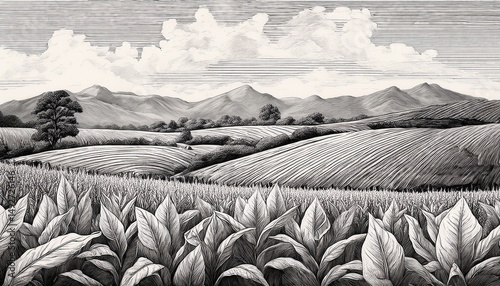tobacco field illustrated in black and white on a light background using the traditional engraving technique