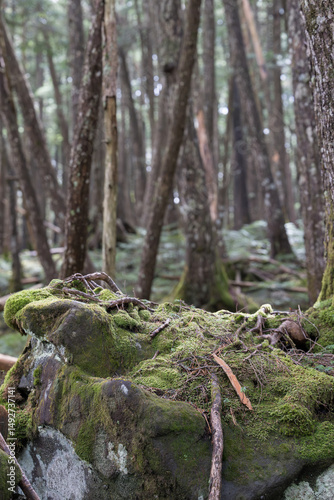 tree in the deepforest in japan photo